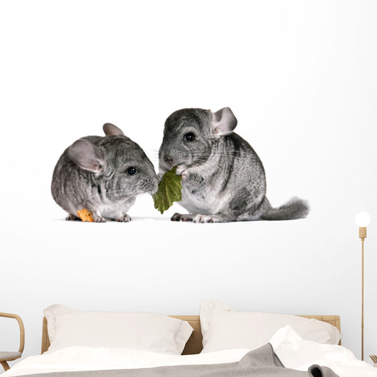 pair of young chinchillas with a dry leaf from a tree. Wall Decal