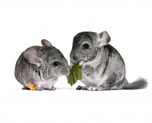 pair of young chinchillas with a dry leaf from a tree. Wall Decal