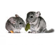 pair of young chinchillas with a dry leaf from a tree. Wall Decal