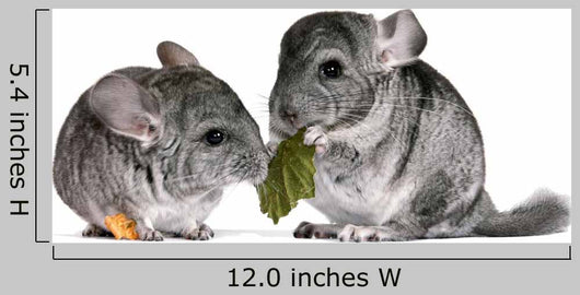 pair of young chinchillas with a dry leaf from a tree. Wall Decal