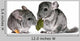 pair of young chinchillas with a dry leaf from a tree. Wall Decal