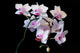 White Orchid