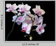 White Orchid