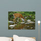 Whitetail Deer Doe Drinking From Creek Wall Mural