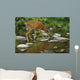 Whitetail Deer Doe Drinking From Creek Wall Mural