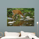 Whitetail Deer Doe Drinking From Creek Wall Mural