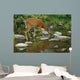 Whitetail Deer Doe Drinking From Creek Wall Mural