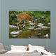 Whitetail Deer Doe Drinking From Creek Wall Mural