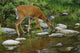 Whitetail Deer Doe Drinking From Creek Wall Mural