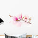 Pink spring magnolias Wall Decal
