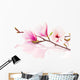 Pink spring magnolias Wall Decal