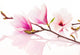 Pink spring magnolias Wall Decal