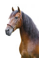 Portrait Andalusian Stallion