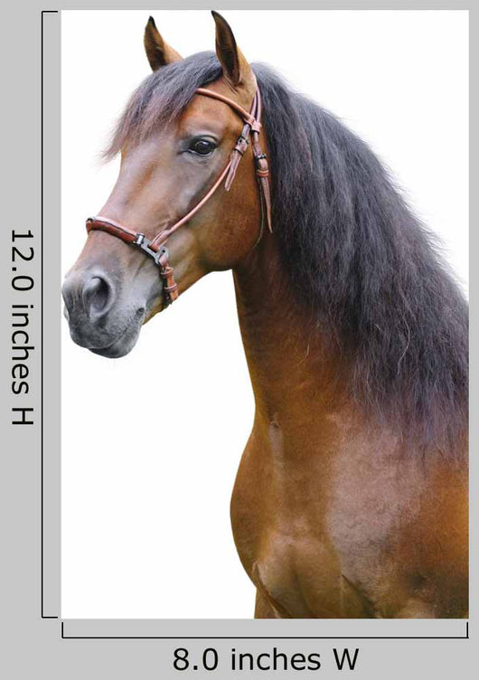 Portrait Andalusian Stallion