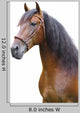 Portrait Andalusian Stallion