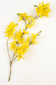 Botanical Yellow Forsythia Wall Decal