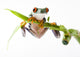 Frog Bamboo Wall Decal