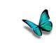 Turquoise Butterfly White Wall Decal