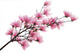 Pink Magnolia Branch Wall Decal