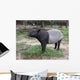 Malayan Tapir Wall Decal