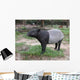 Malayan Tapir Wall Decal