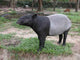 Malayan Tapir Wall Decal