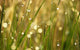 Dew Grass Wall Decal
