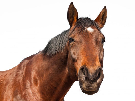 Horse Wall Decal