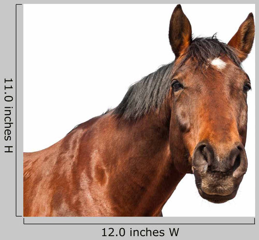 Horse Wall Decal