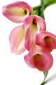 Pink Calla Lilies Wall Decal