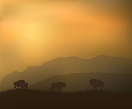 Bison Wild
