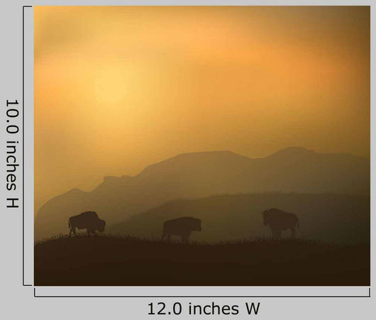 Bison Wild