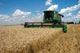 Combine Harvests Wheat Field