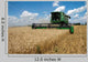 Combine Harvests Wheat Field