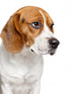 Beagle Dog Close-up Portrait