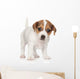 Jack Russell Puppy 1