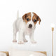Jack Russell Puppy 1