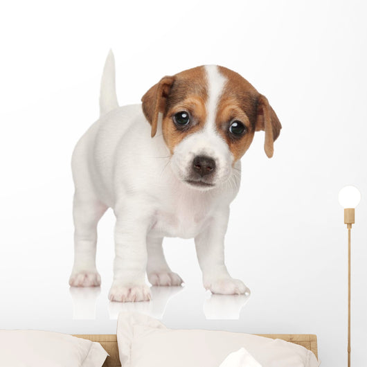 Jack Russell Puppy 1