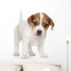 Jack Russell Puppy 1