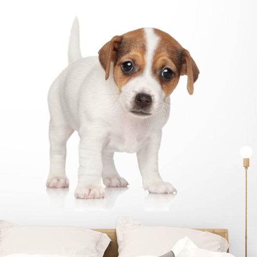 Jack Russell Puppy 1