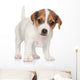 Jack Russell Puppy 1