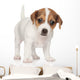 Jack Russell Puppy 1