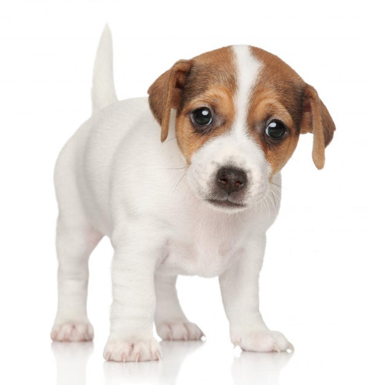 Jack Russell Puppy 1