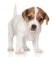 Jack Russell Puppy 1