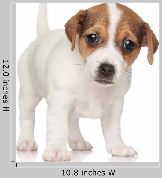 Jack Russell Puppy 1