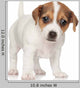 Jack Russell Puppy 1