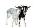 Little Farm Goats Wall Decal