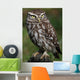 Little Owl Athene Noctua