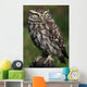Little Owl Athene Noctua