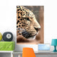 Leopard Wall Mural